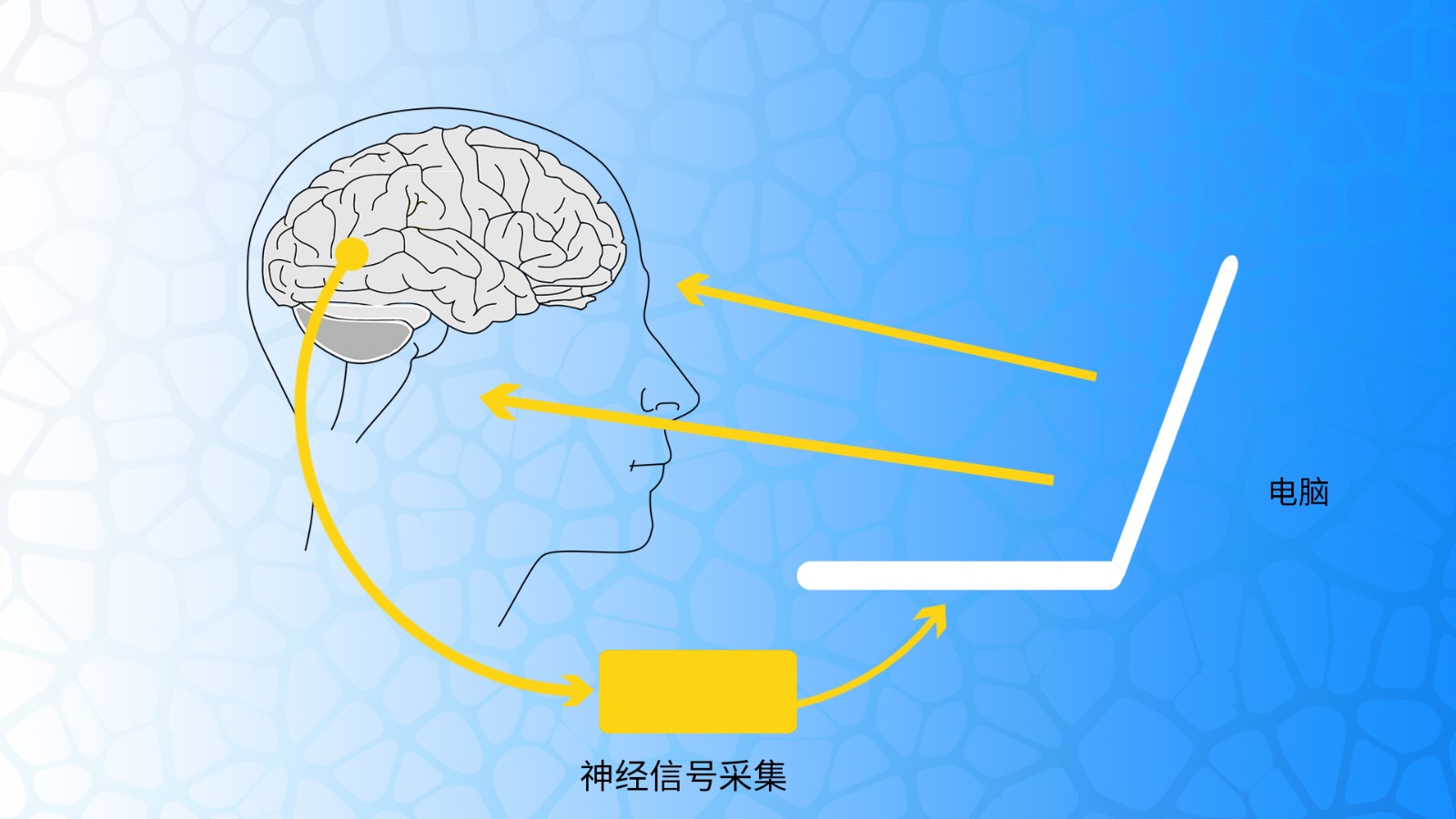 脑电在神经生物反馈中的应用 脑电在神经生物反馈中的应用